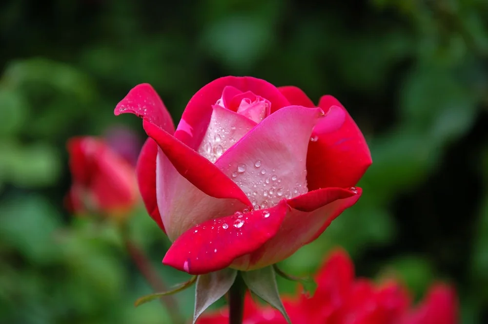 a red rose